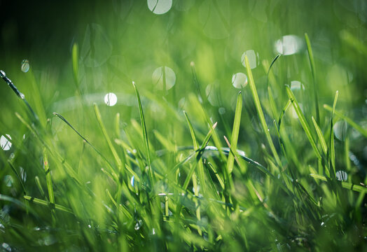 Close up of water droplets on blades of grass with blurred background