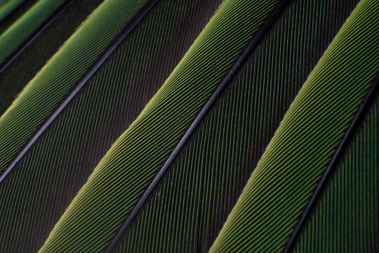 A Macro Shot Of Green Colorful Parakeet Feathers, Bird Anatomy