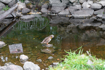 Duck swimming in small river