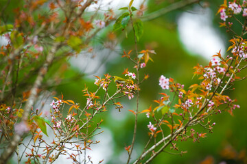 Oriental White Eye inside flower garden