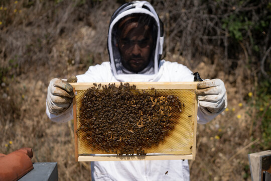 A beekeeper wears a suit and holds a beehive frame in front of him