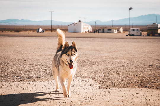 A dog near the Amboy motel on Highway 66, California