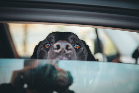 A dog is sitting inside a car in a desert of California