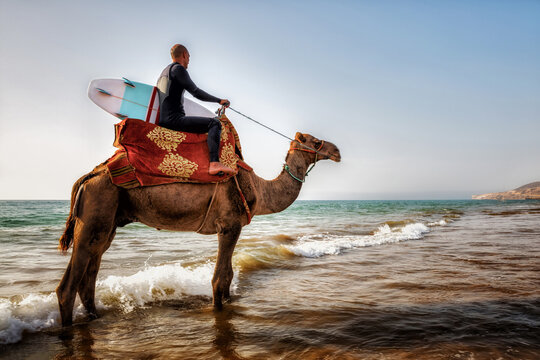 Surfer with surfboard ridding a camel at the beach