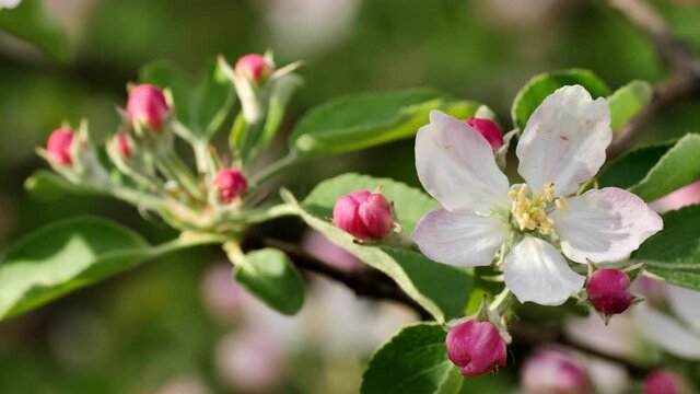 Blooming Apple Trees in the Spring Garden.
