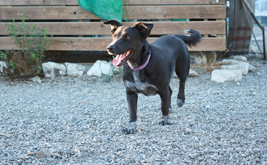 A closeup of a black Majorca Shepherd Dog walking in a park at daytime