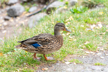 Naklejka na ściany i meble Duck walking on grass near river