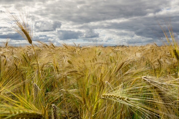 Bearded Barley nearly reaching the point of Harvest I in a field near Thirsk, North Yorkshire,UK