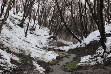 A stream in a gully overgrown with trees, the slopes of which are covered with snow
