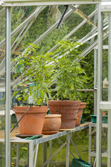 Peppers in terra cotta pots in greenhouse