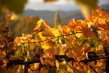 Autumn leaves of grapes in the bright sunlight. Beautiful autumn natural background. Soft focus. Atmospheric solar shot of a vine.