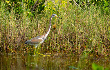Tri colored heron walking in the water