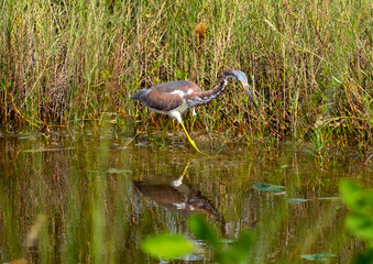 Tri colored heron about to pounce on a fish
