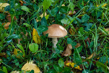 Mushroom in green grass. Autumn mushroom.