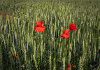 Red Poppies In Wheat Field