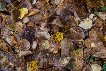 Yellow fallen leaves of trees in autumn.
