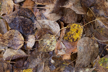 Yellow fallen leaves of trees in autumn.