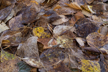 Yellow fallen leaves of trees in autumn.