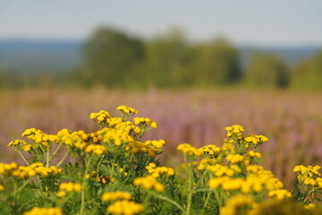 Heide Landschaft bei Sonnenuntergang