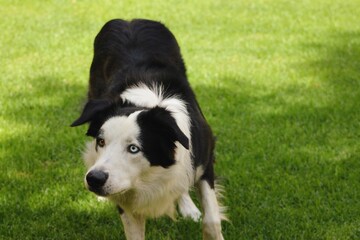 Border Collie en un jardín 