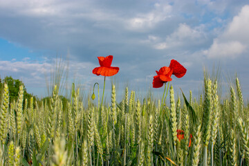 Red Poppies In Wheat Field