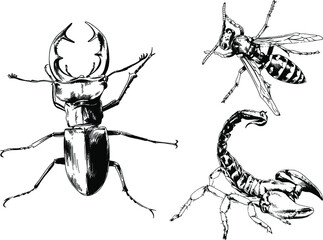 vector drawings sketches different insects bugs Scorpions spiders drawn in ink by hand , objects with no background