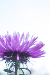 Beautiful flowers in the garden