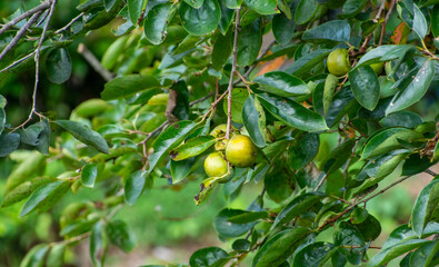 若い栗の実　鹿児島県出水市