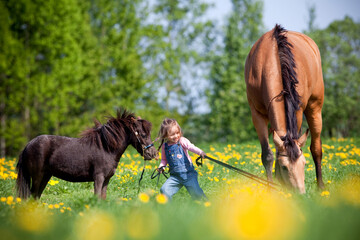 Small girl playing with two horses in a field. A child standing together with a big trakehner horse and small pony outdoor in springtime.