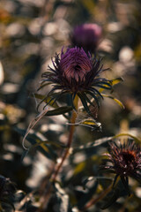Beautiful flowers in the garden