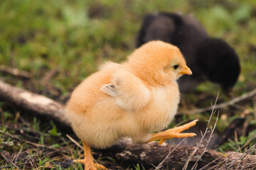 gelbes Küken - chicken