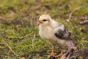 gelbes Küken - chicken
