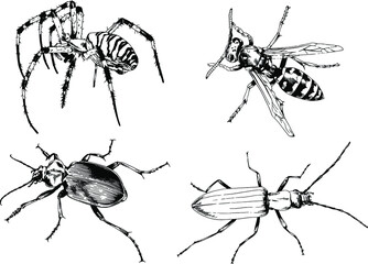 vector drawings sketches different insects bugs Scorpions spiders drawn in ink by hand , objects with no background