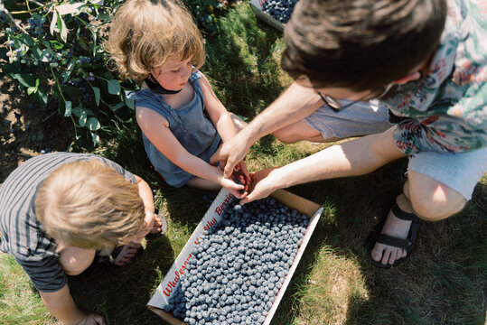 young family picking blueberries at a farm in the bright sun