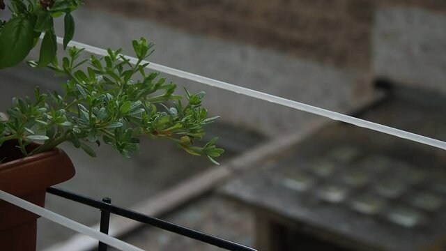A bad day in September for the city of Bari, in southern Italy. Plants hanging on the balcony railing in the rain.