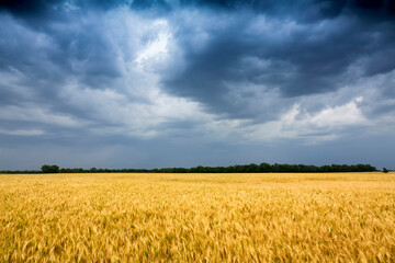 Storm Clouds move towards a Golden Wheat Field In Central Kansas