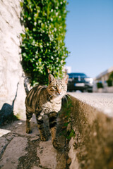 Blurred street background with a cat walking along the border.
