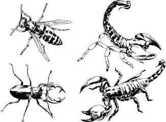 vector drawings sketches different insects bugs Scorpions spiders drawn in ink by hand , objects with no background