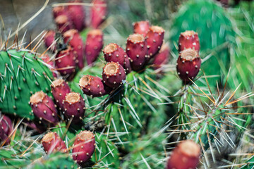 Prickly pair on Opuntia cactus
