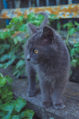 Cat resting in nature in the village
