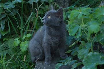 Cat resting in nature in the village