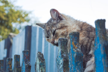 Cat resting in nature in the village