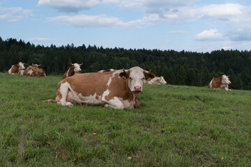 Fototapeta na wymiar Spotted cows are lying in the pasture.
