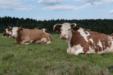 Spotted cows are lying in the pasture.
