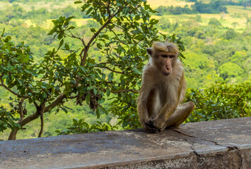 A view of a pensive macaque monkey on the steps of the rock fortress of Sigiriya, Sri Lanka