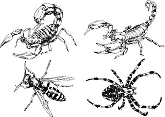 vector drawings sketches different insects bugs Scorpions spiders drawn in ink by hand , objects with no background