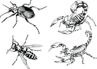 vector drawings sketches different insects bugs Scorpions spiders drawn in ink by hand , objects with no background