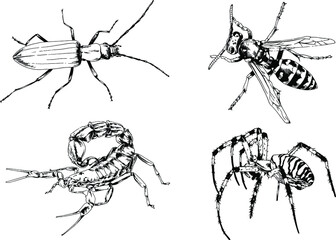 vector drawings sketches different insects bugs Scorpions spiders drawn in ink by hand , objects with no background