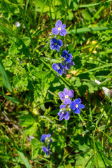 Pretty Blue Flower Petals