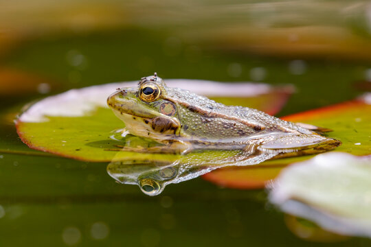 Iberian green frog (Pelophylax perezi), among lily pads. Selective focus